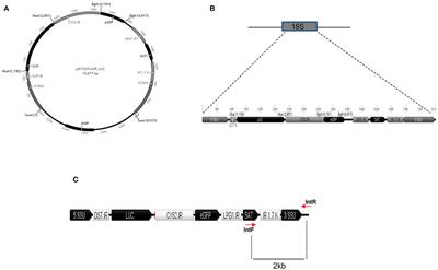 Generation and Characterization of a Dual-Reporter Transgenic Leishmania braziliensis Line Expressing eGFP and Luciferase